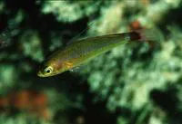Blue-striped cave goby (Trimma tevegae)