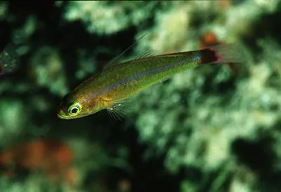 Blue-striped cave goby (Trimma tevegae)