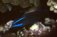 Blue-striped dottyback (Pseudochromis springeri)