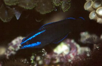 Blue-striped dottyback (Pseudochromis springeri)