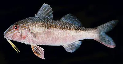 Blue-striped mullet (Upeneichthys lineatus)