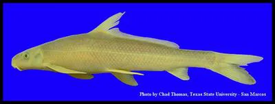Blue sucker (Cycleptus elongatus)