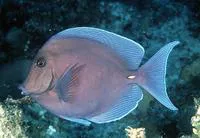 Blue tang surgeonfish (Acanthurus coeruleus)
