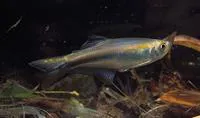 Blue tetra (Mimagoniates microlepis)