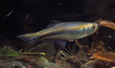 Blue tetra (Mimagoniates microlepis)
