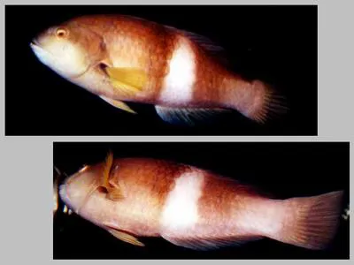 Blue-throated wrasse (Notolabrus tetricus)