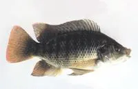 Blue tilapia (Oreochromis aureus)