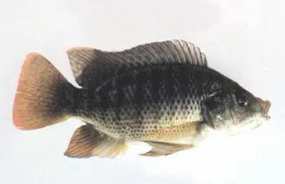 Blue tilapia (Oreochromis aureus)
