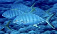 Blue trevally (Carangoides ferdau)