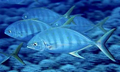 Blue trevally (Carangoides ferdau)