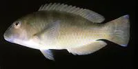 Blue tuskfish (Choerodon cyanodus)