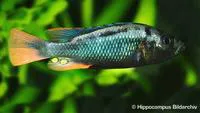 Blue Victoria mouthbrooder (Haplochromis nubilus)