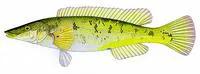 Blue weed whiting (Haletta semifasciata)