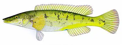 Blue weed whiting (Haletta semifasciata)