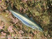 Blue whiting (Micromesistius poutassou)