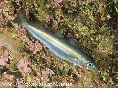 Blue whiting (Micromesistius poutassou)