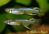 Blueback blue-eye (Pseudomugil cyanodorsalis)