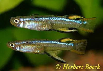 Blueback blue-eye (Pseudomugil cyanodorsalis)