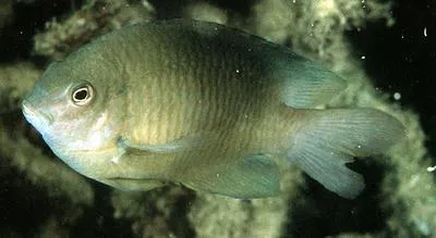 Blueback damsel (Pomacentrus simsiang)