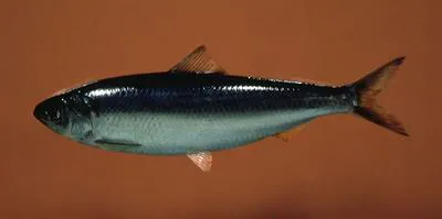 Blueback shad (Alosa aestivalis)