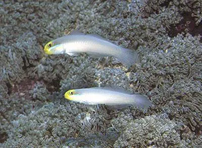 Blueband goby (Valenciennea strigata)