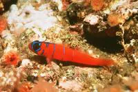 Bluebanded goby (Lythrypnus dalli)