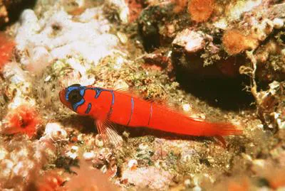 Bluebanded goby (Lythrypnus dalli)