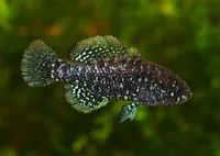 Bluebarred pygmy sunfish (Elassoma okatie)