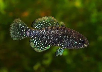 Bluebarred pygmy sunfish (Elassoma okatie)