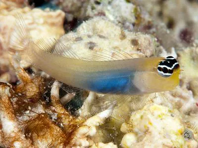 Bluebelly blenny (Ecsenius caeruliventris)