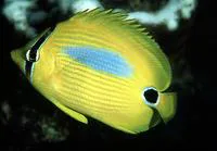 Blueblotch butterflyfish (Chaetodon plebeius)
