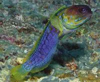 Blueblotch jawfish (Opistognathus cyanospilotus)