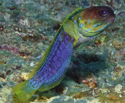 Blueblotch jawfish (Opistognathus cyanospilotus)