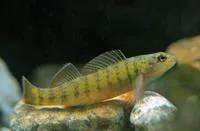 Bluebreast darter (Etheostoma camurum)