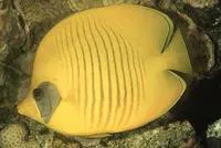 Bluecheek butterflyfish (Chaetodon semilarvatus)