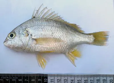 Bluecheek silver grunt (Pomadasys argyreus)