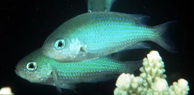 Bluedotted damsel (Pristotis cyanostigma)