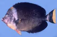 Blueface angelfish (Chaetodontoplus personifer)