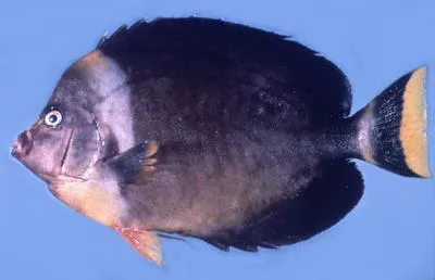Blueface angelfish (Chaetodontoplus personifer)