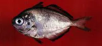 Bluefin driftfish (Psenes pellucidus)