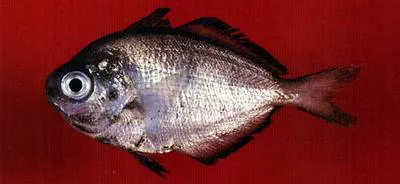 Bluefin driftfish (Psenes pellucidus)