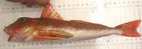 Bluefin gurnard (Chelidonichthys kumu)