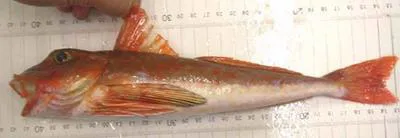 Bluefin gurnard (Chelidonichthys kumu)