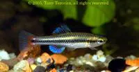 Bluefin killifish (Lucania goodei)