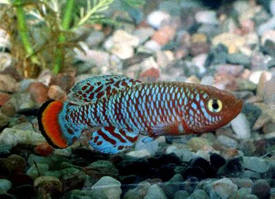 Bluefin notho (Nothobranchius rachovii)
