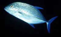 Bluefin trevally (Caranx melampygus)