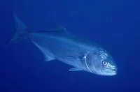 Bluefish (Pomatomus saltatrix)