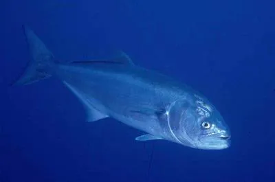Bluefish (Pomatomus saltatrix)