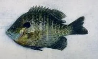 Bluegill (Lepomis macrochirus)