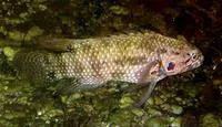Bluegill longfin (Plesiops corallicola)